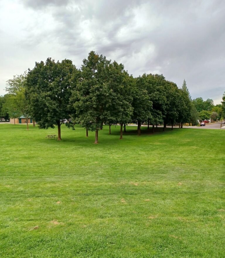 Camels Bark Park 13 768x883