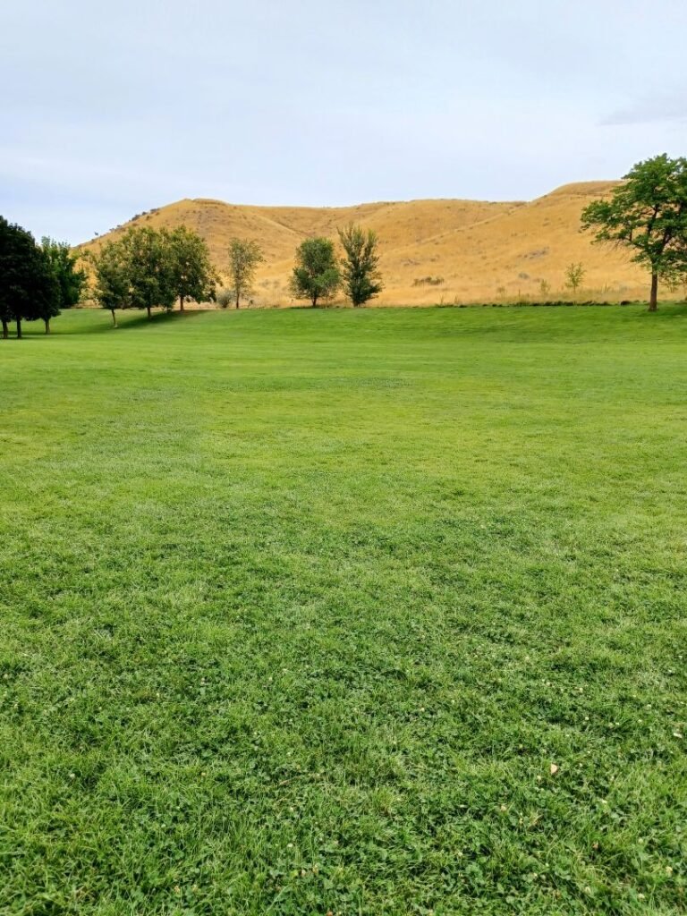 Camels Bark Park 9 768x1024