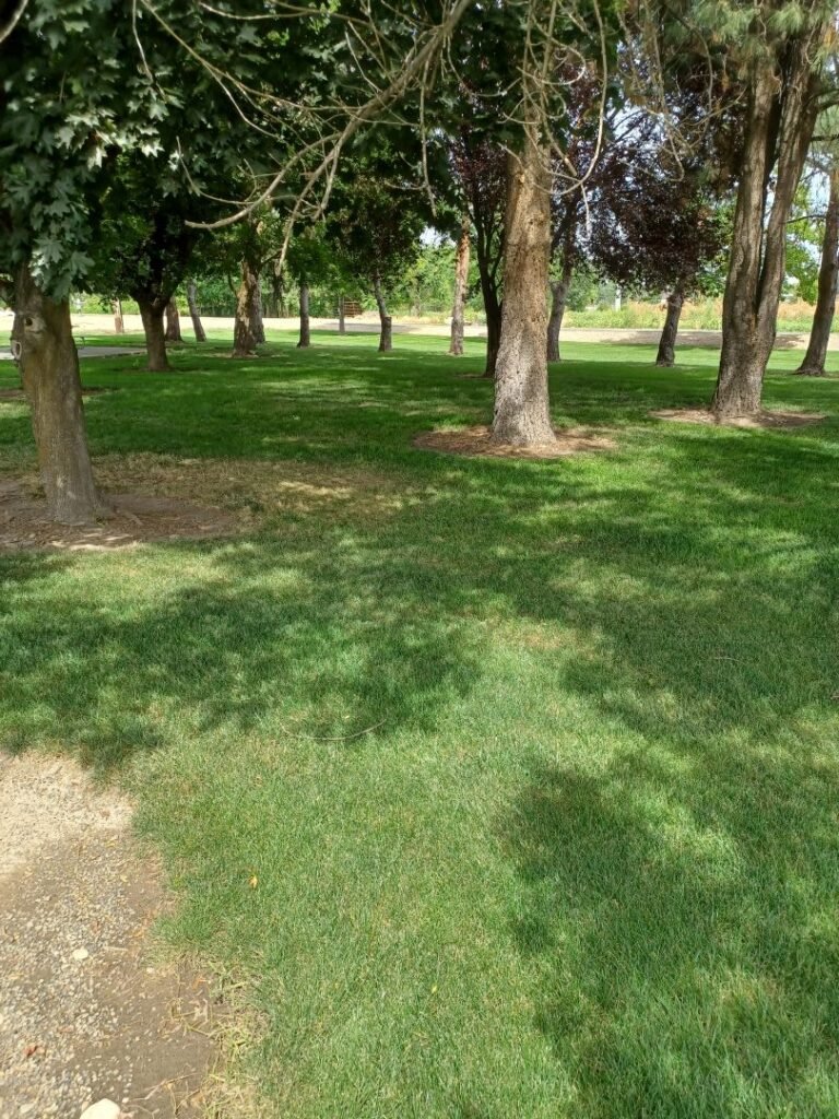 Centennial Grove Park 5 768x1024
