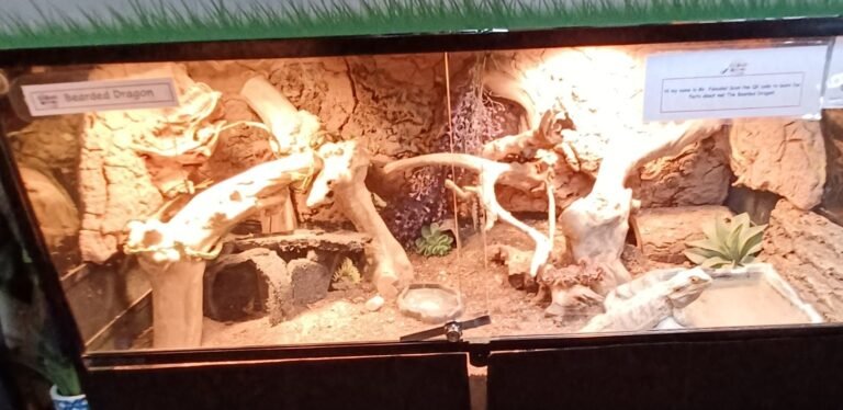 Childrens Museum of Idaho Bearded Dragon 768x374