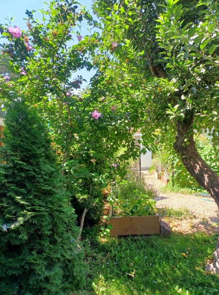 Sunny backyard garden with flowering shrubs, mature trees, raised garden beds, and a narrow path