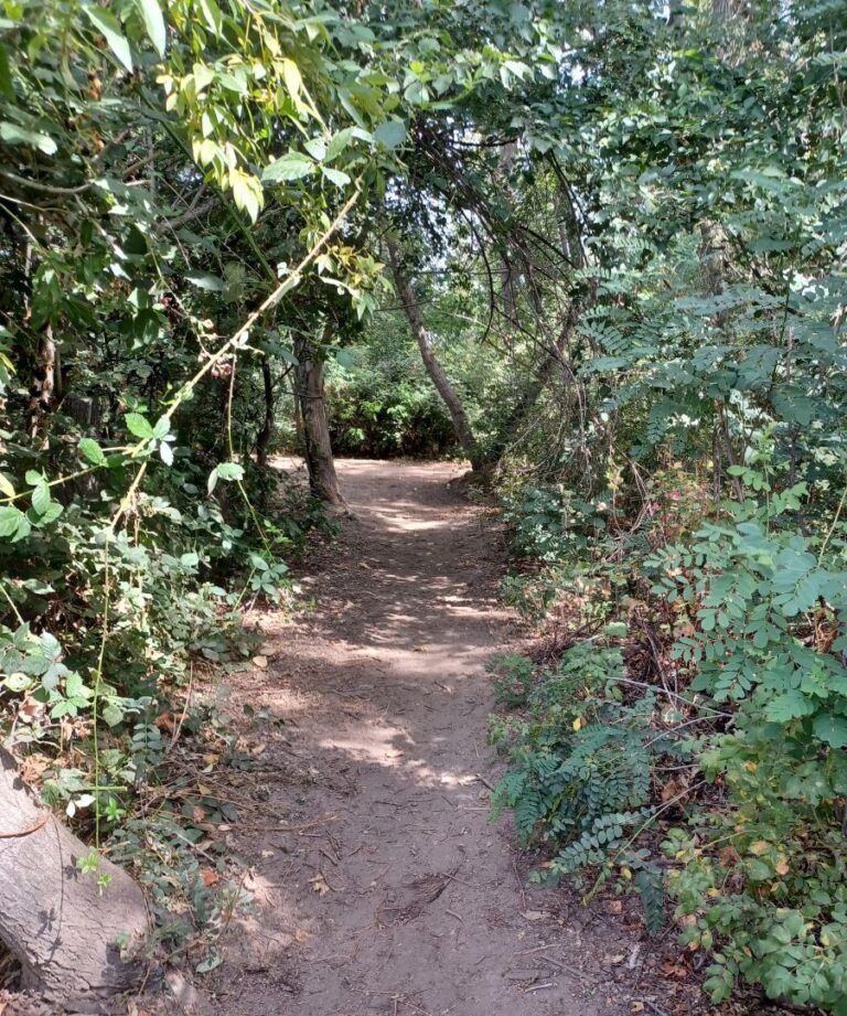 Narrow trail curving into the trees