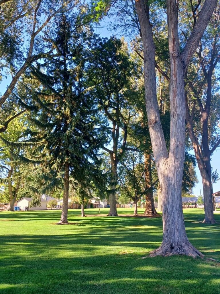 Mature shade trees at Carl Miller Park Mature shade trees at Carl Miller Park